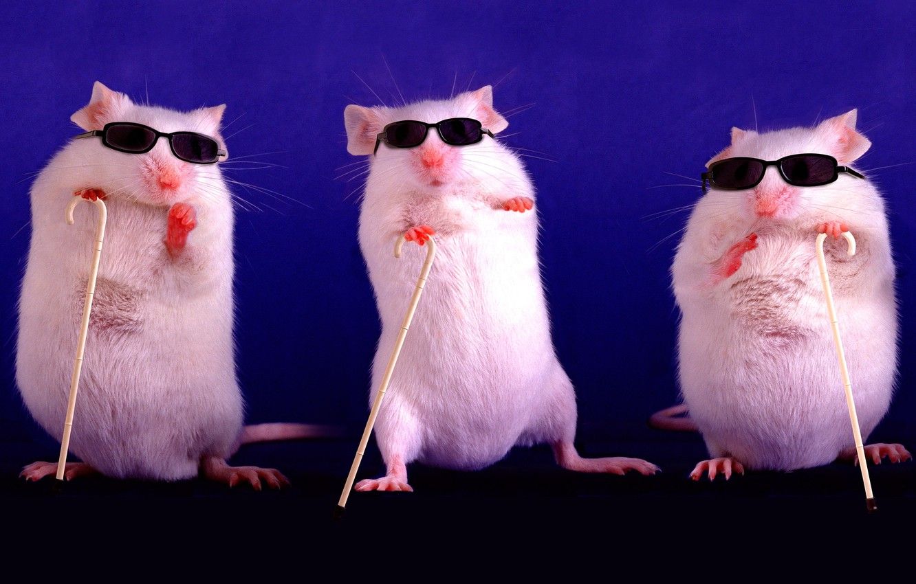 Wallpaper purple, pose, background, dark, mouse, glasses, three, rats, white, white, mouse, trio, rat, stand, symbol of the year, sunglasses image for desktop, section животные