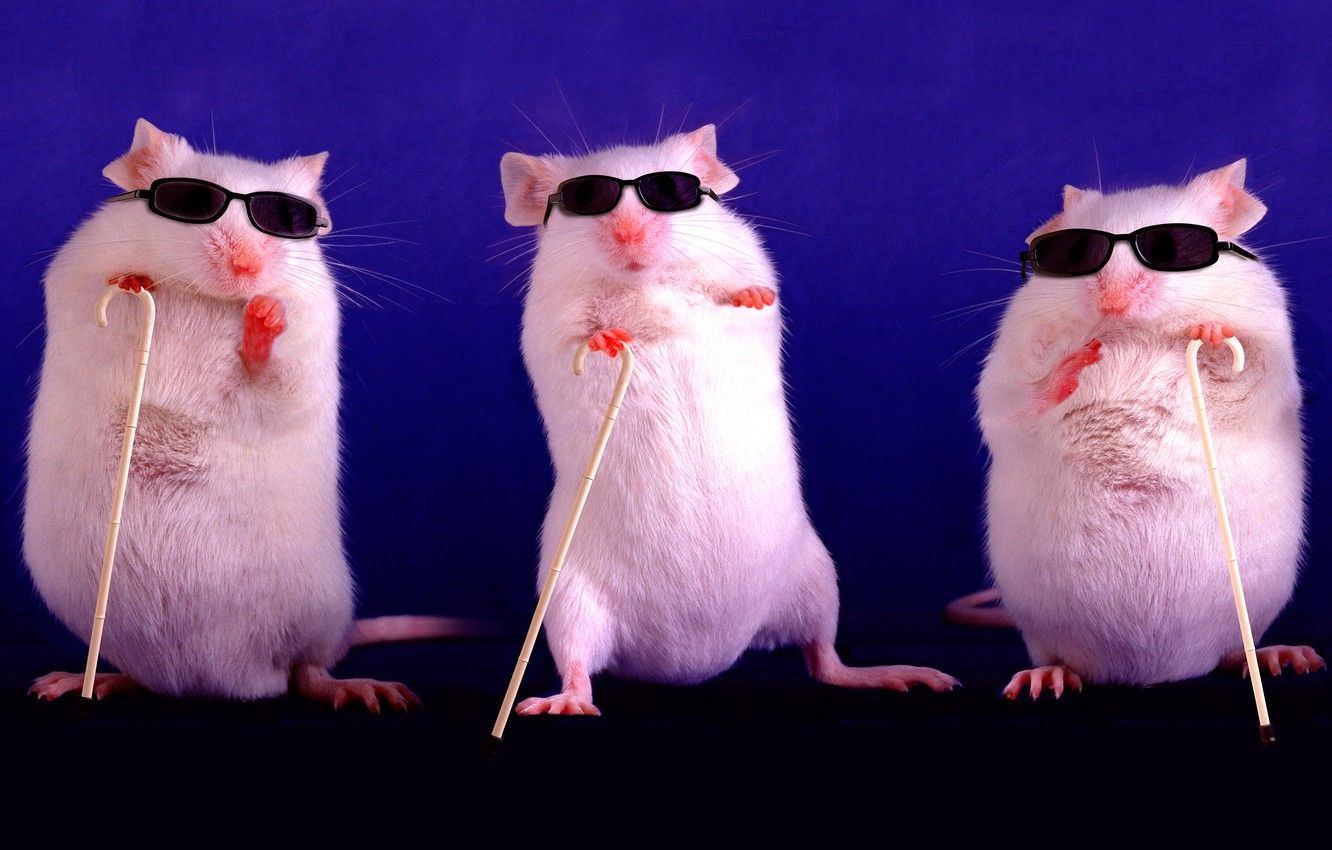 Black And White Rats Wallpapers Wallpaper Cave