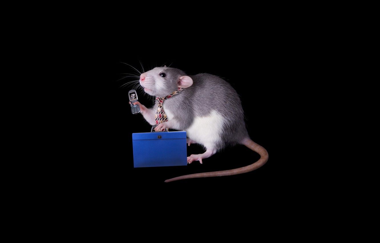 Wallpaper mouse, mouse, tie, phone, grey, black background, rat, symbol of the year, rodent, cell phone, suitcase, the year of the rat, the year of the mouse image for desktop, section
