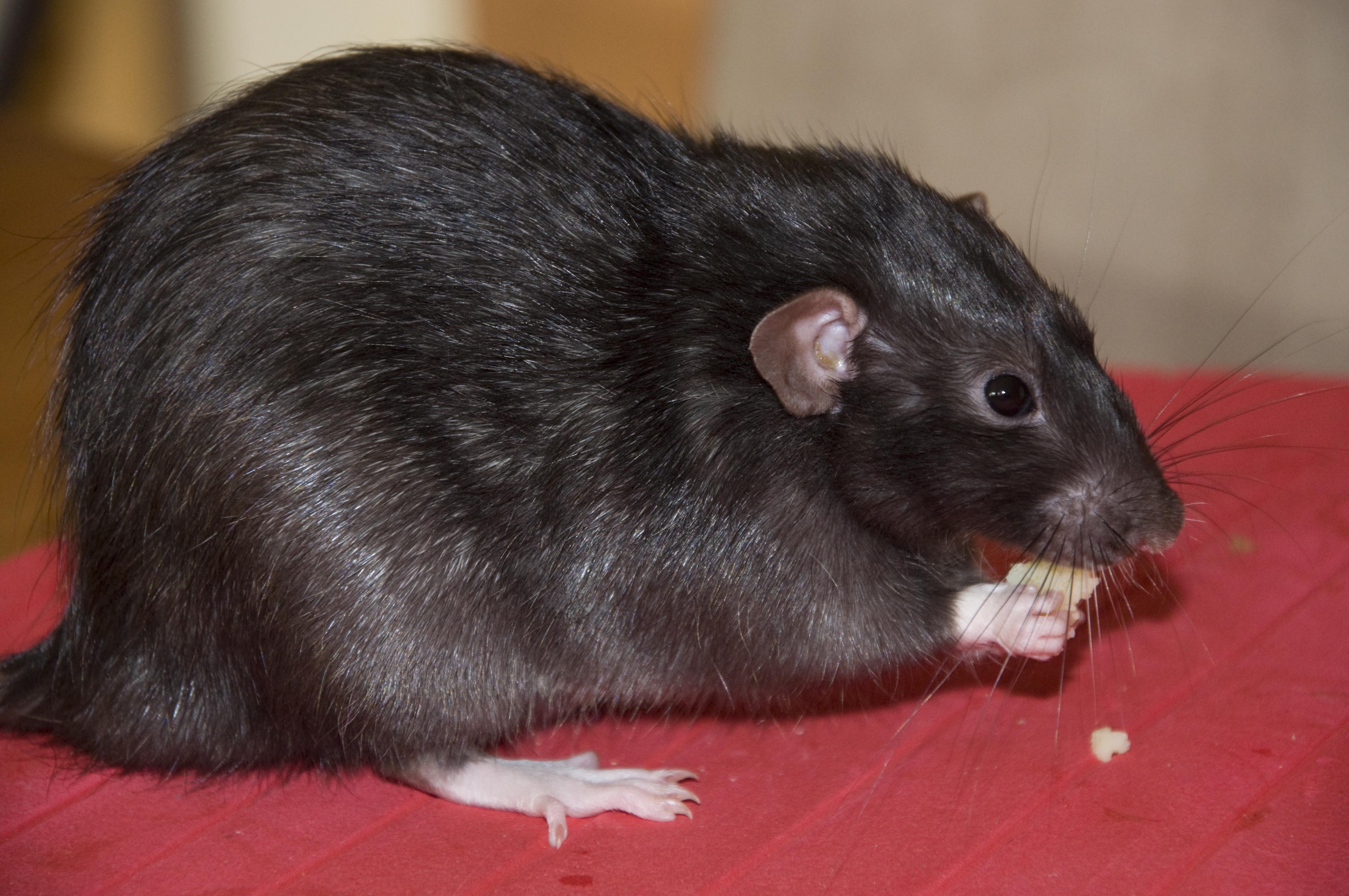 rats. Chriscaff's blog