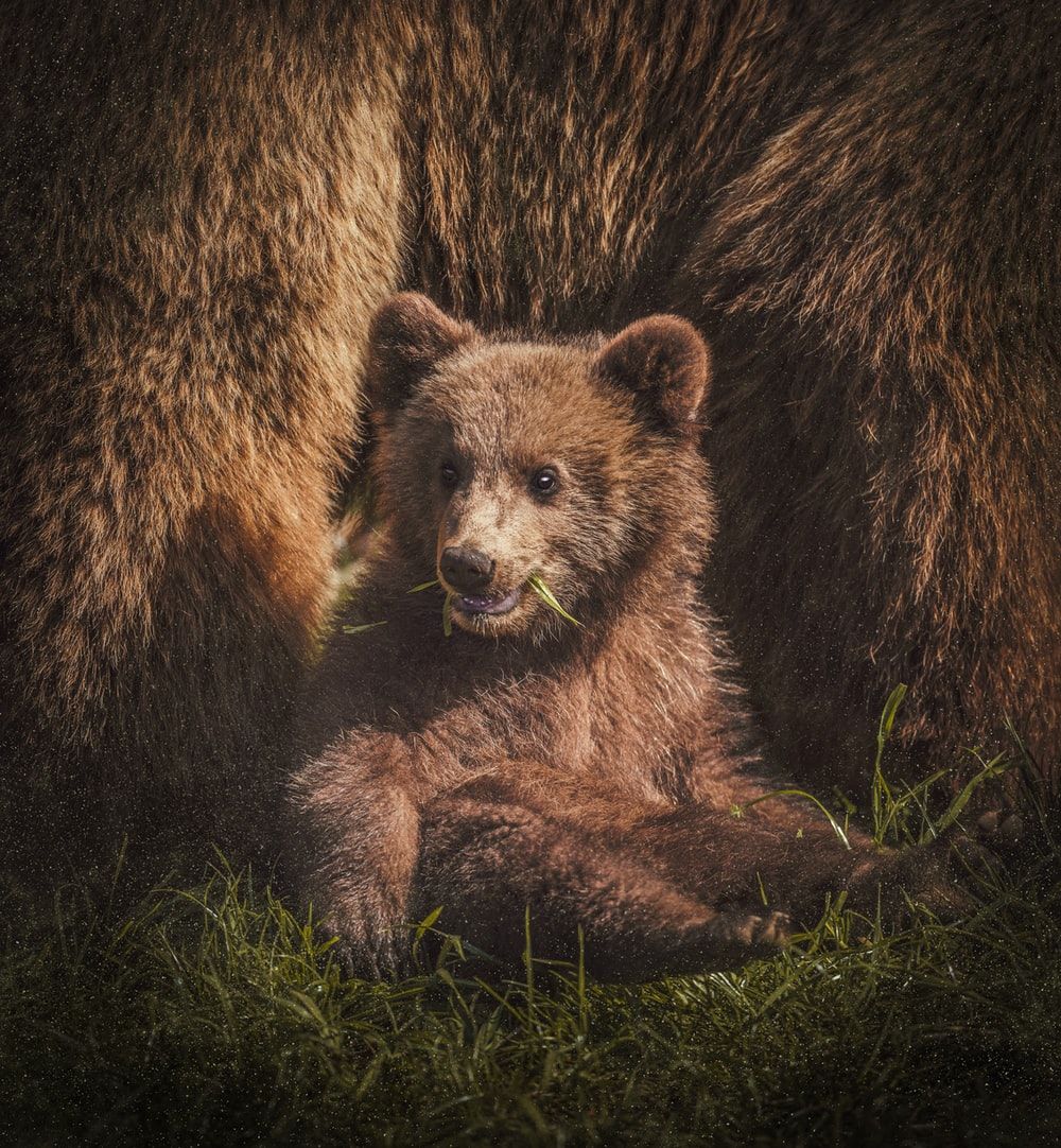 Bear Cub Picture. Download Free Image