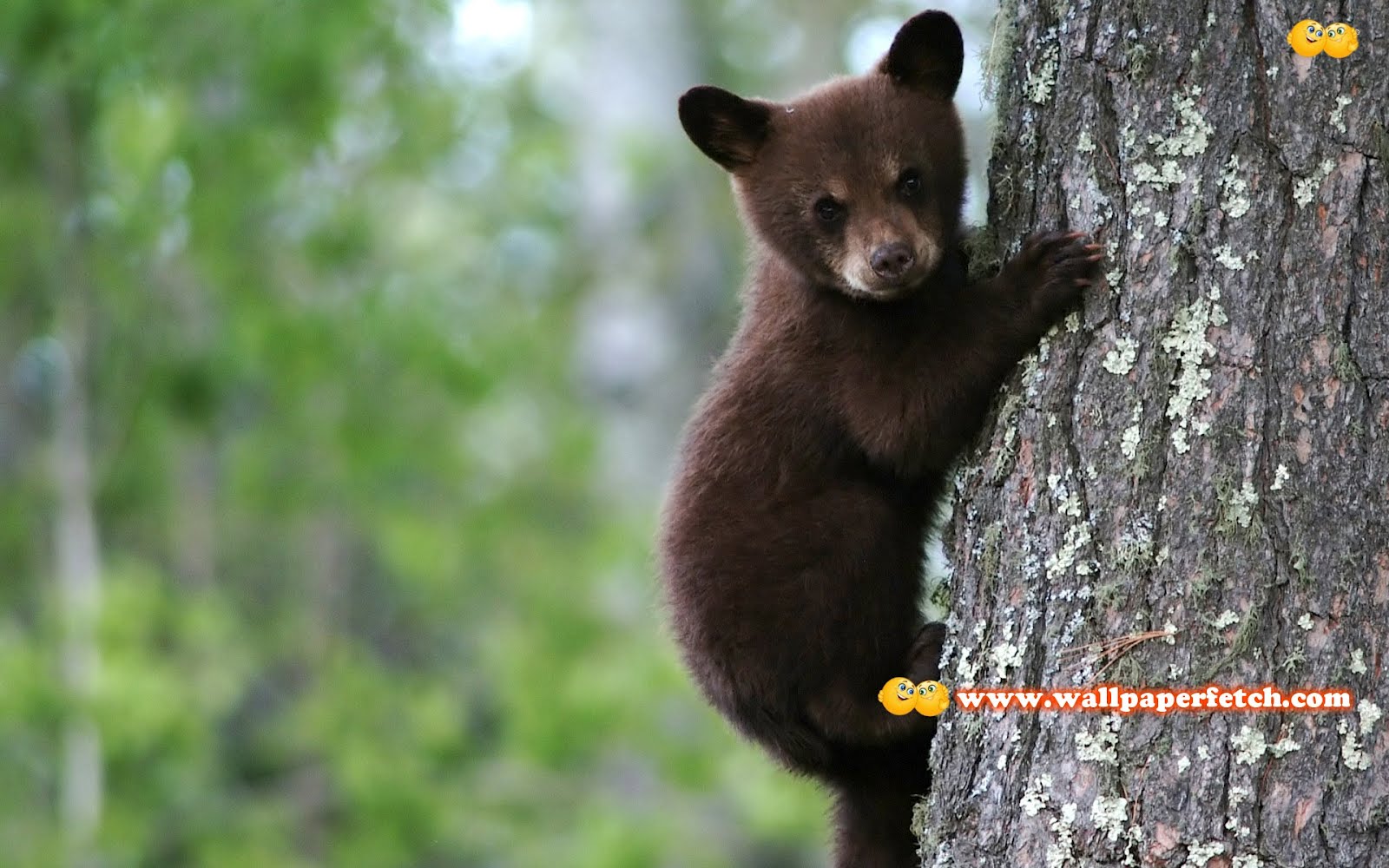 Bear Cub Wallpaper. Cub Scout Camping Wallpaper, Carbon Cub Wallpaper and Cub Scouts Derby Wallpaper