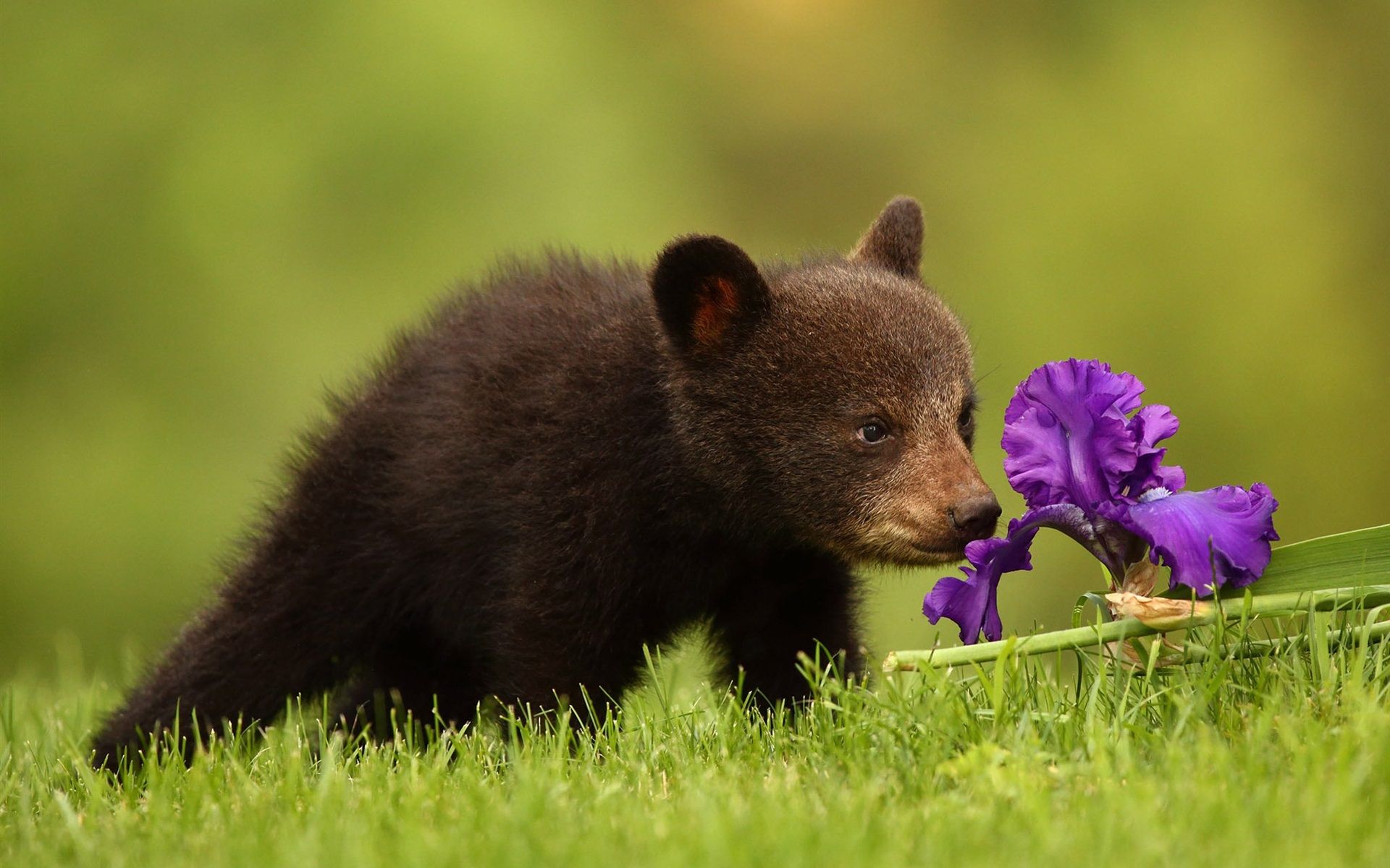 Wallpaper Bear cub and iris flower 1920x1200 HD Picture, Image