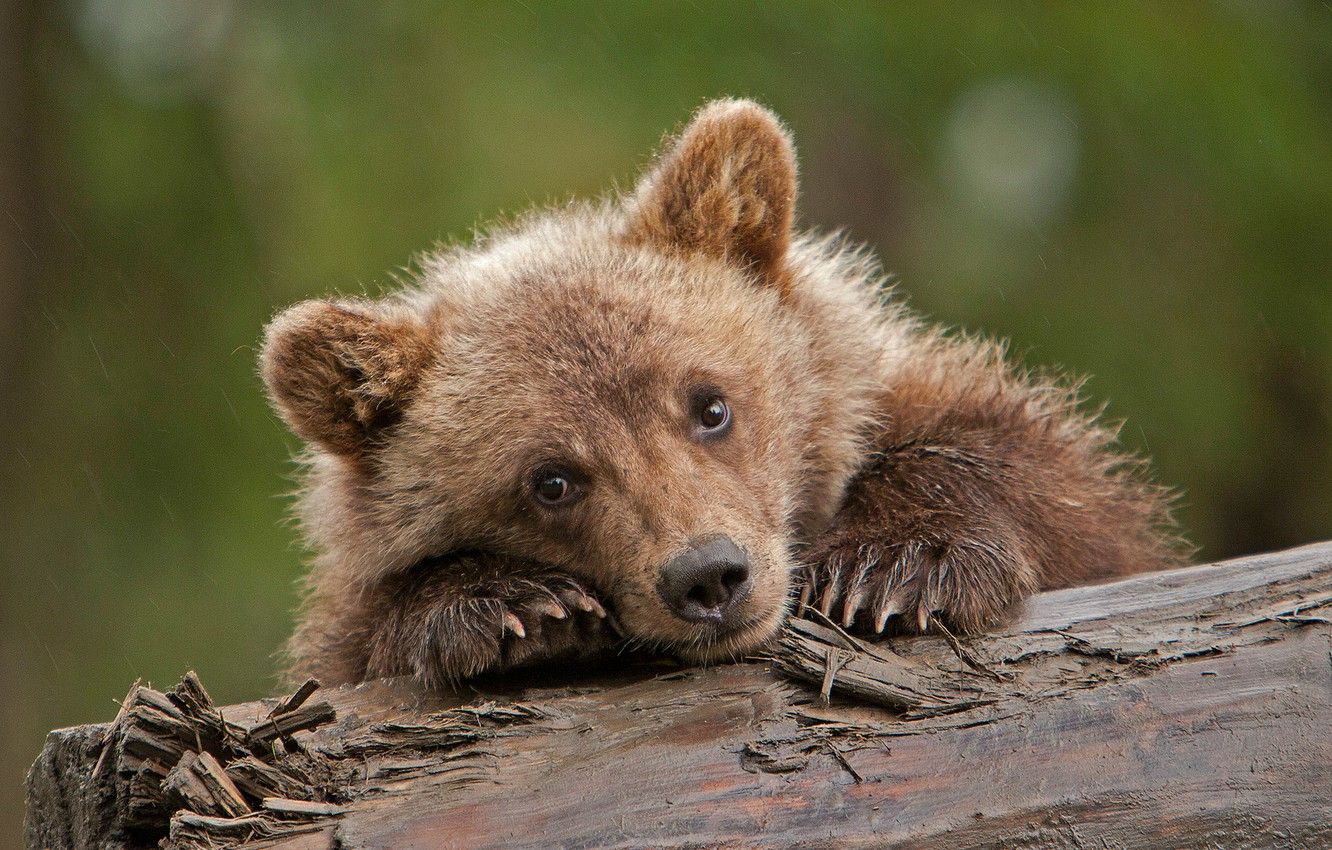 Wallpaper look, bear, log, cub, face, grizzly image for desktop, section животные