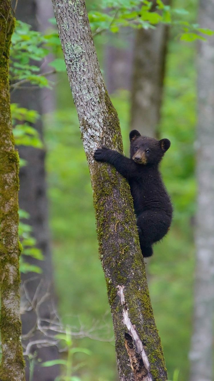 iPhone Wallpaper Black Bear Cub Climbing The Tree Bear Wallpaper iPhone