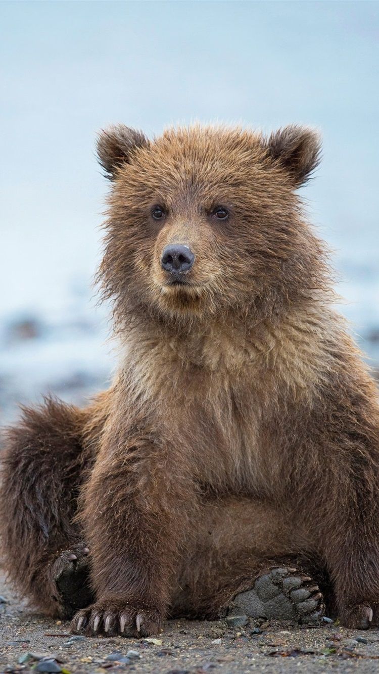 iPhone Wallpaper Cute Bear Cub, Alaska HD Wallpaper