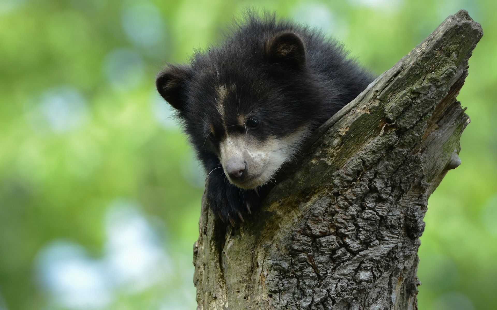 Download wallpaper small black bear cub, baribal, wildlife, bears, cute animals for desktop with resolution 1920x1200. High Quality HD picture wallpaper