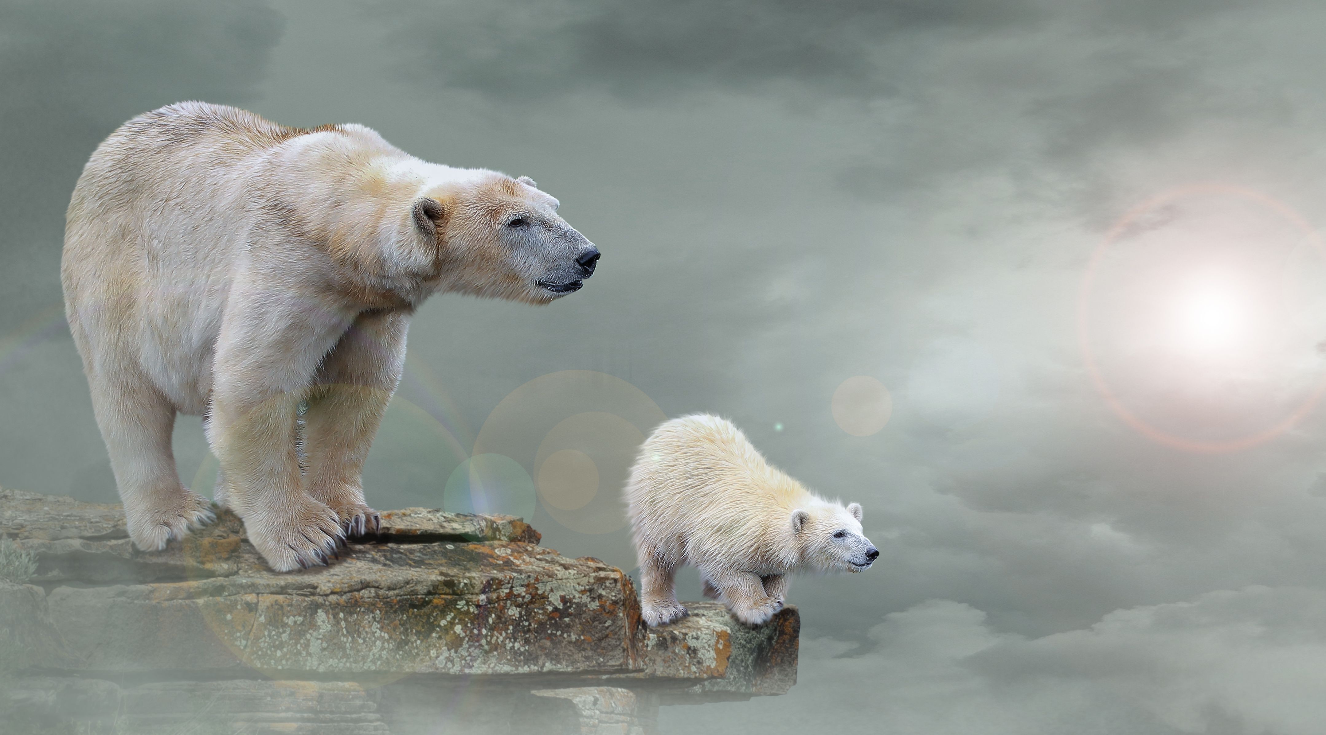 Polar bear cub HD wallpaper, Background