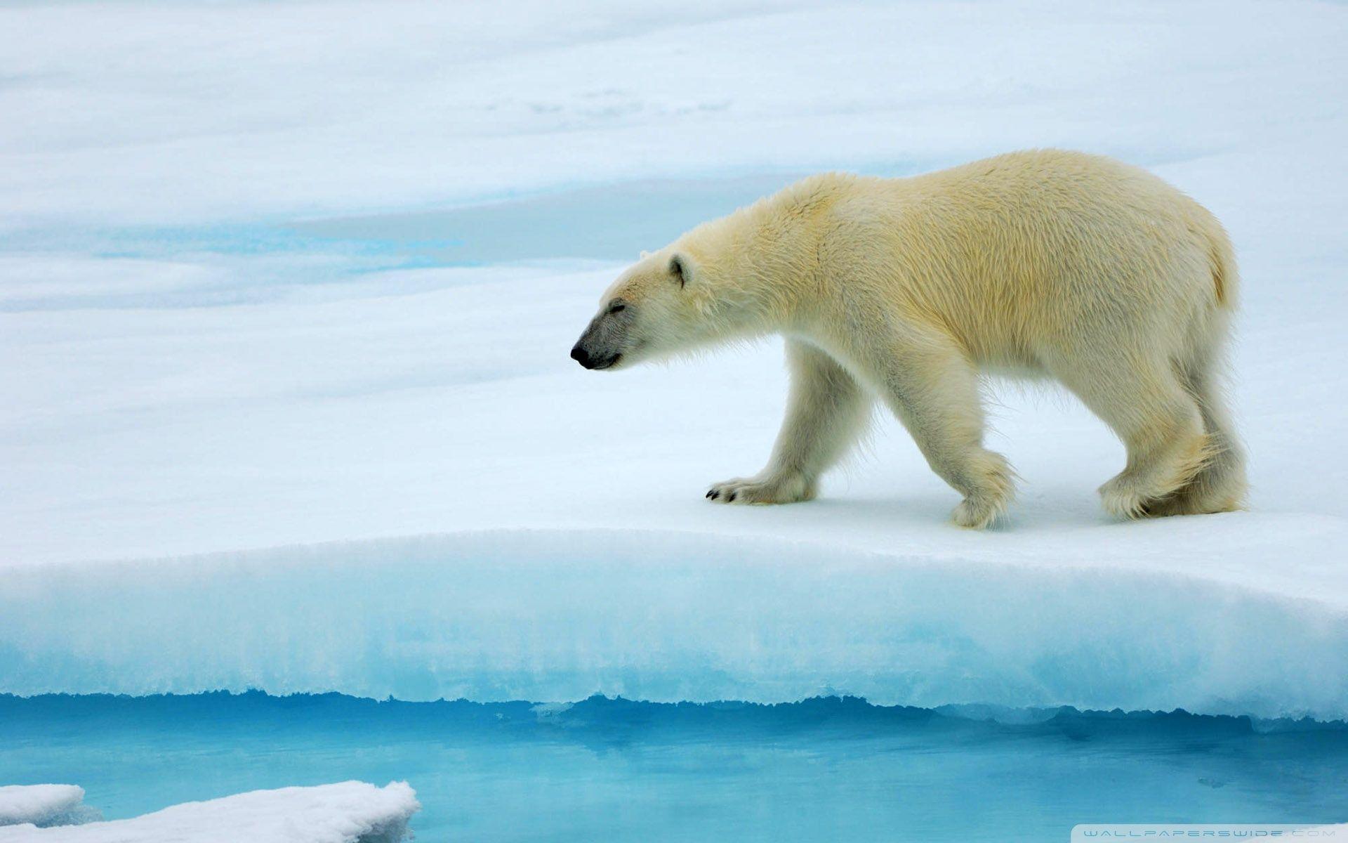 Polar Bear HD desktop wallpaper, Widescreen, High Definition