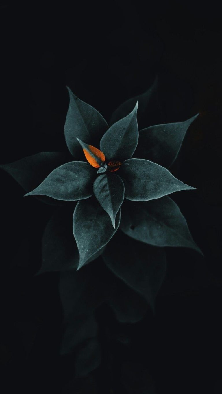 dark amoled, iPhone Wallpaper. Leaves wallpaper iphone, Flowers black background, Black background photography