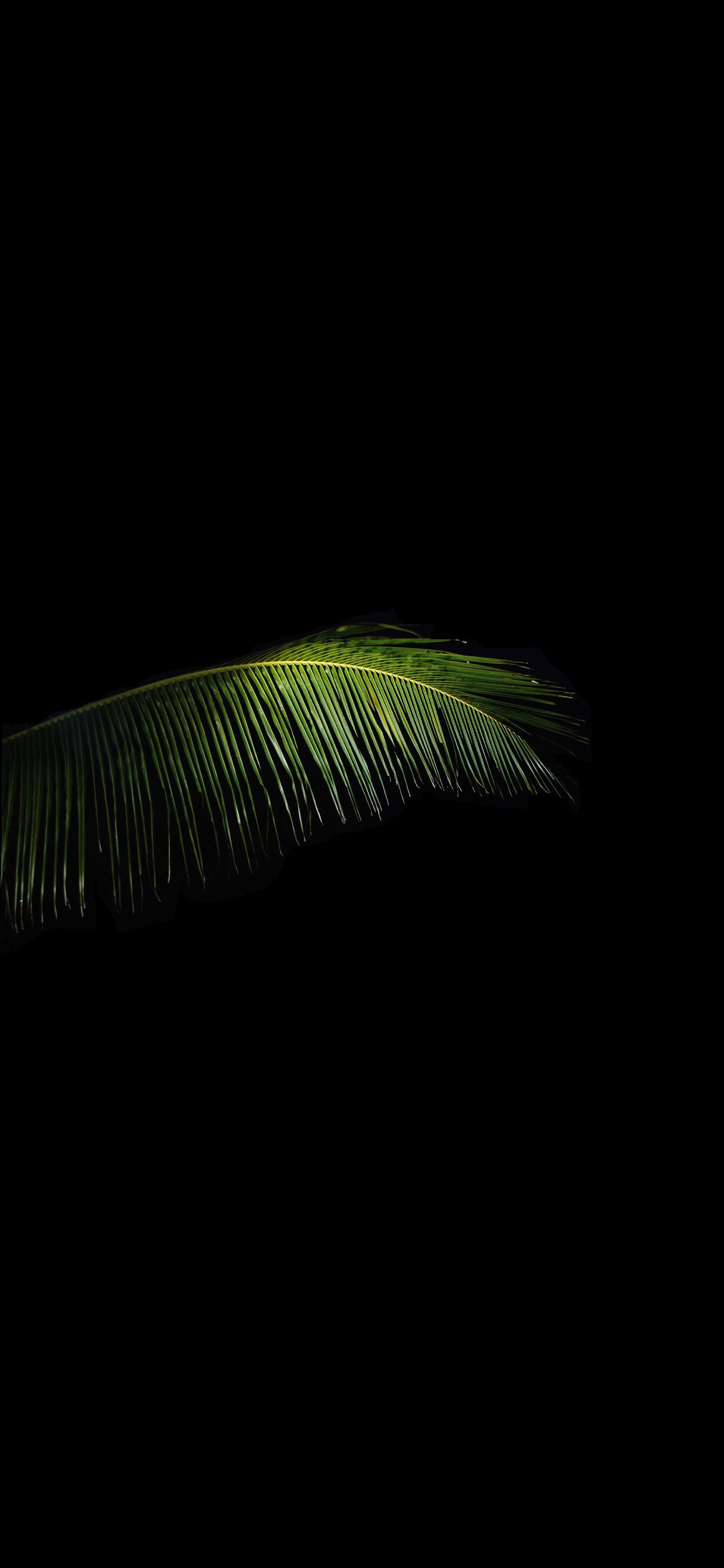 Single palm leaf. Wallpaper, Palm leaves, Leaf nature
