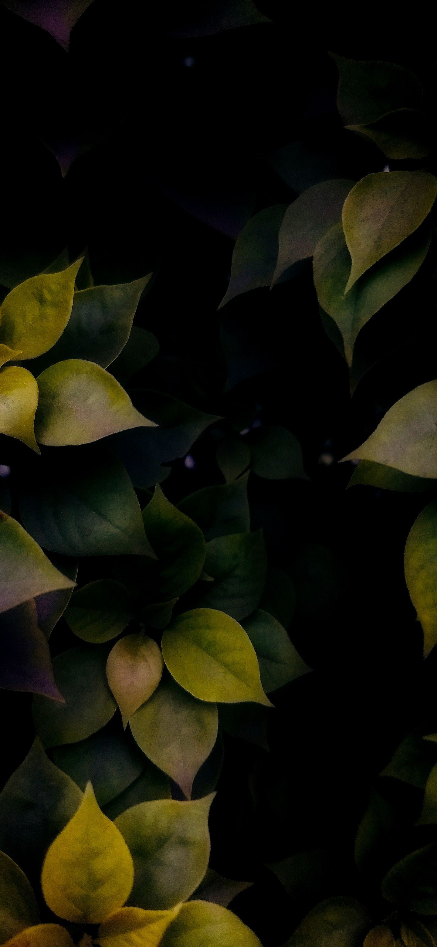 Leaves in Dark. Ipod wallpaper, Wallpaper, Plant leaves