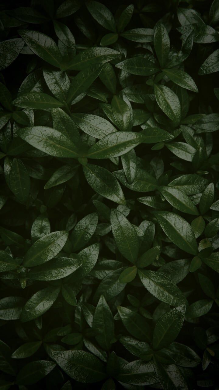 Image about beautiful shared by ♕TheUnicornKingdom♕. Green leaf wallpaper, Green aesthetic, Green wallpaper