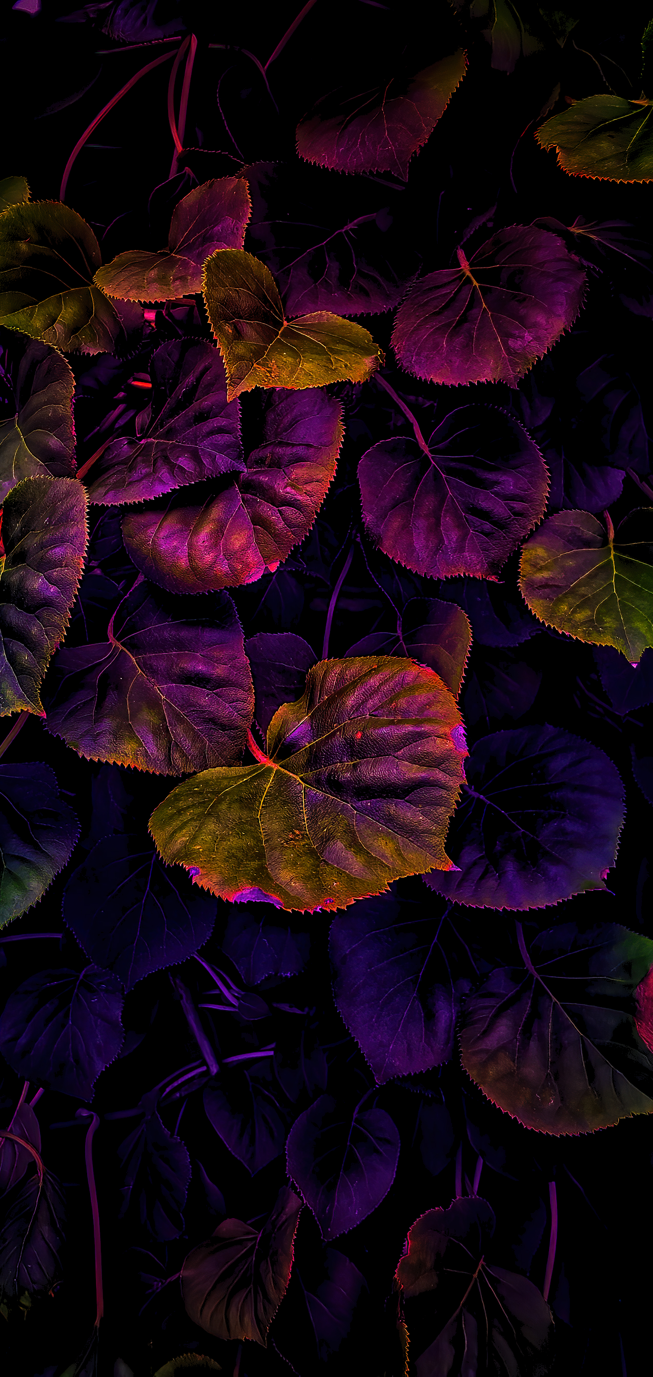 Amoled leaves [1274×2688]