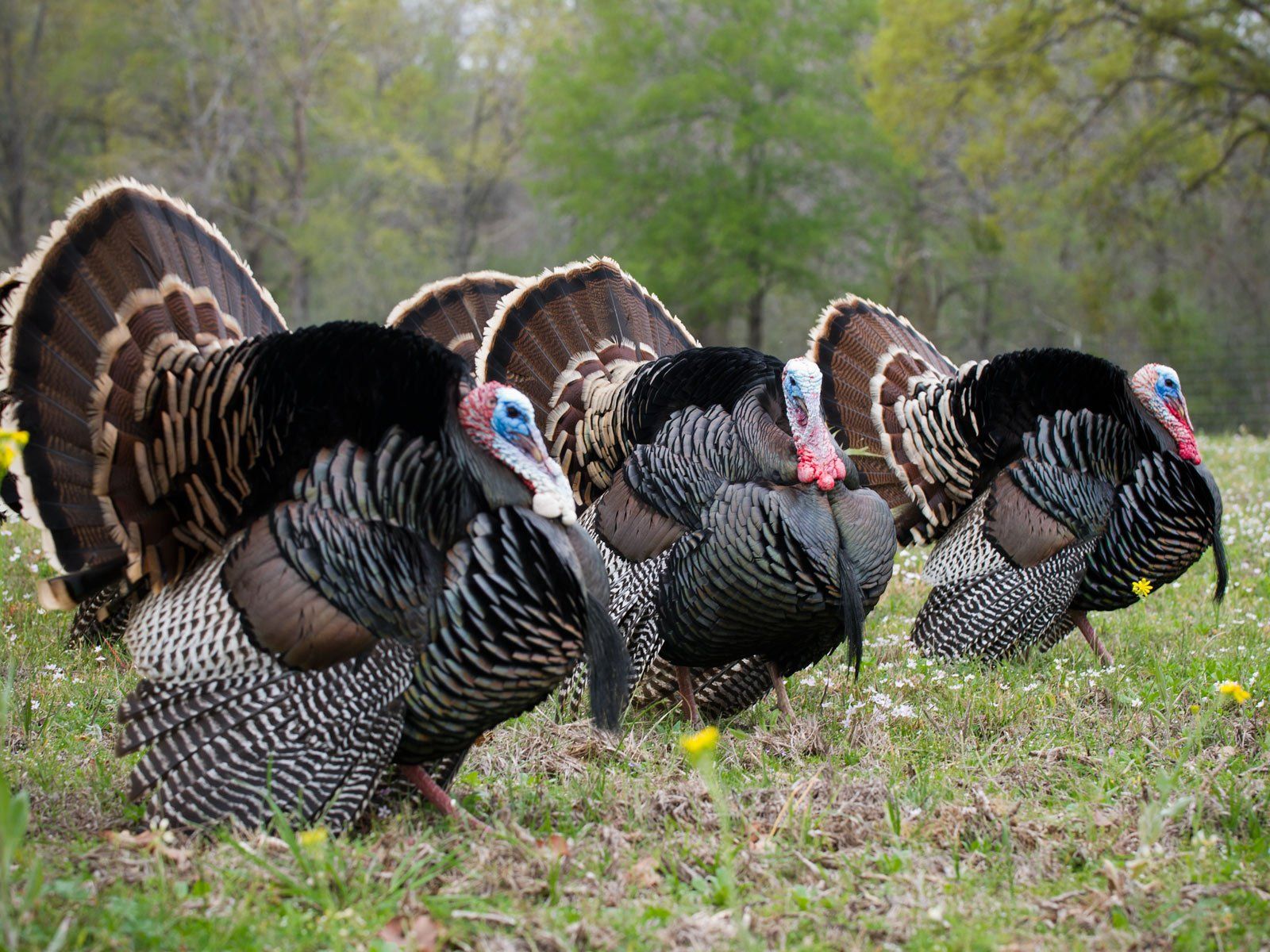turkey, Bird, Wildlife, Thanksgiving, Nature Wallpaper HD / Desktop and Mobile Background