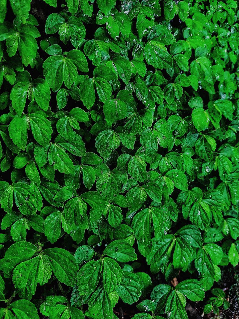 Green Leaves Amoled wallpaper