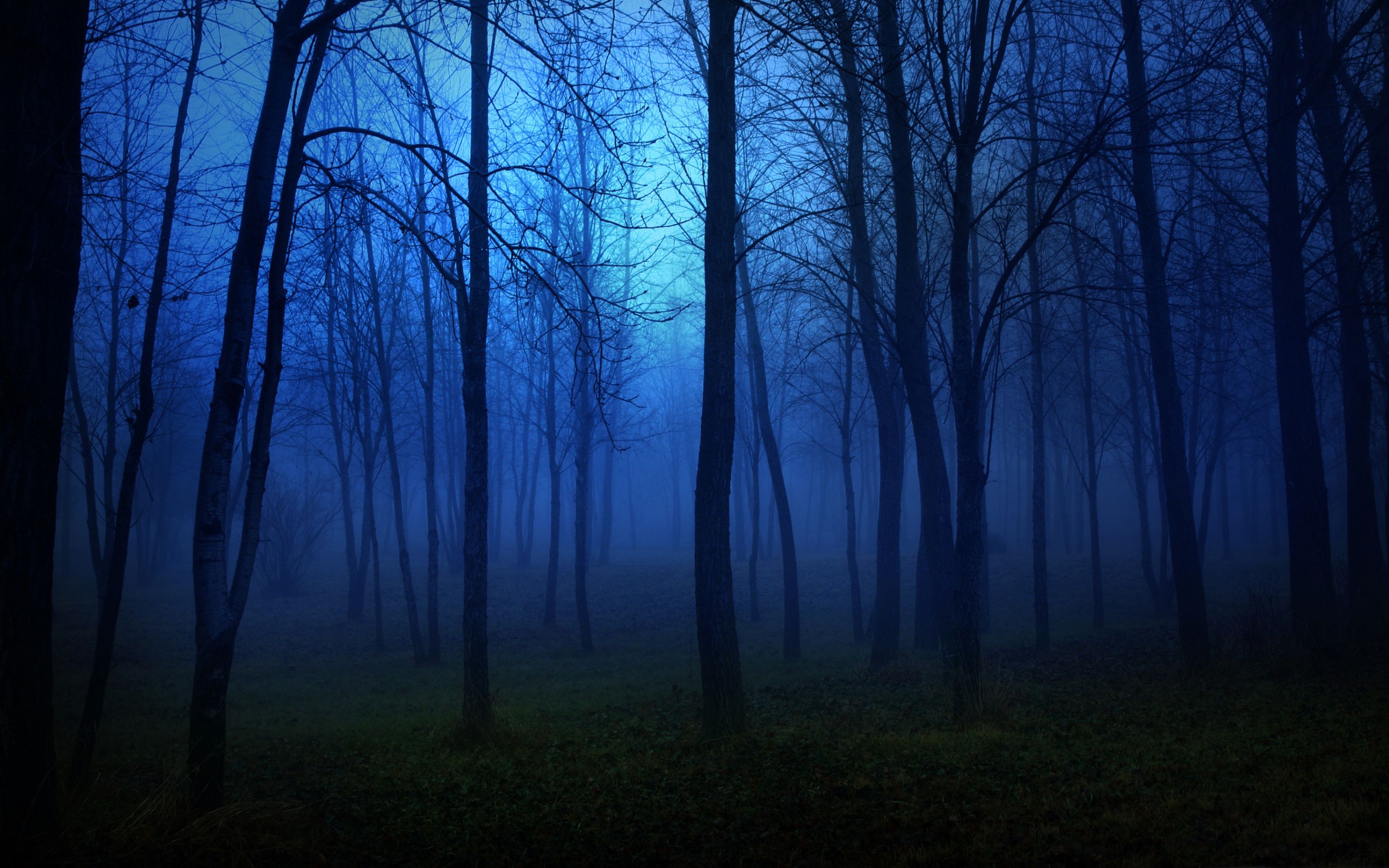 Night in the forest MacBook Air Wallpaper Download