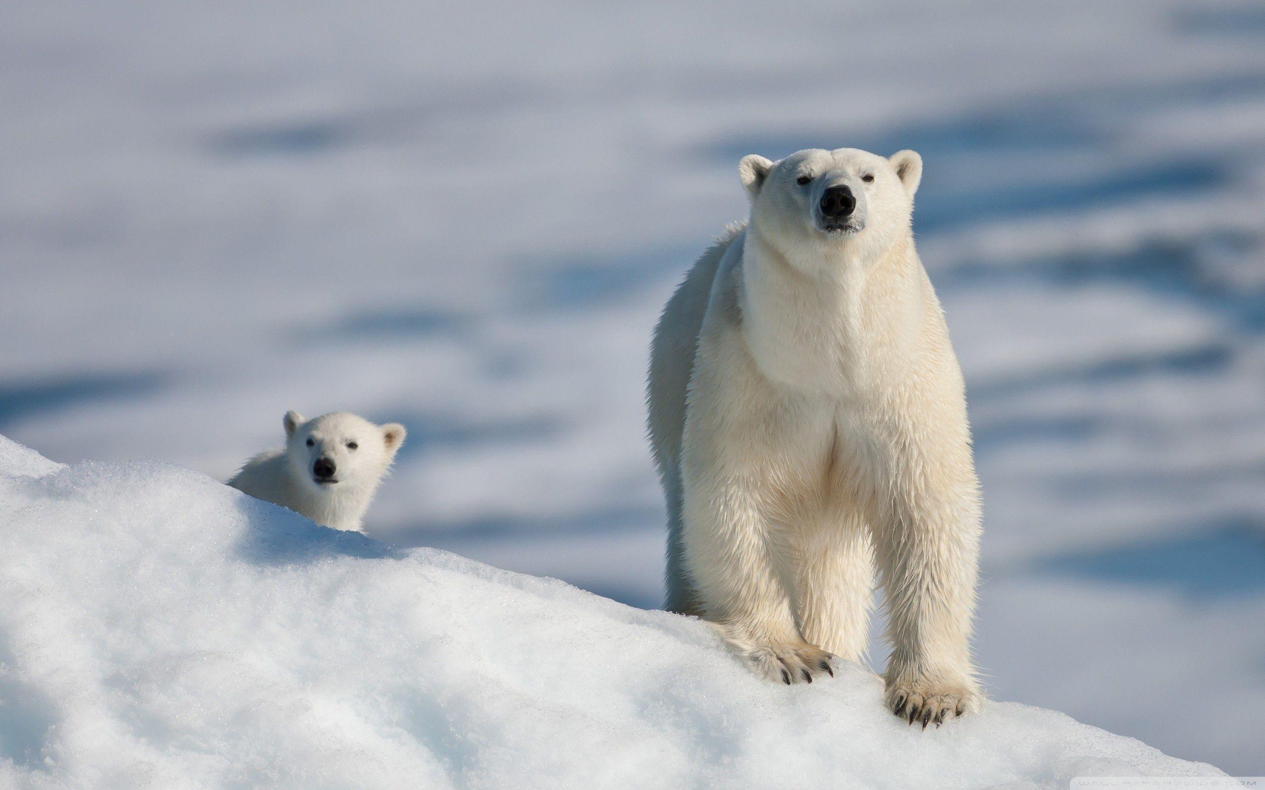 Polar Bear and Baby ❤ 4K HD Desktop Wallpaper for 4K Ultra HD TV
