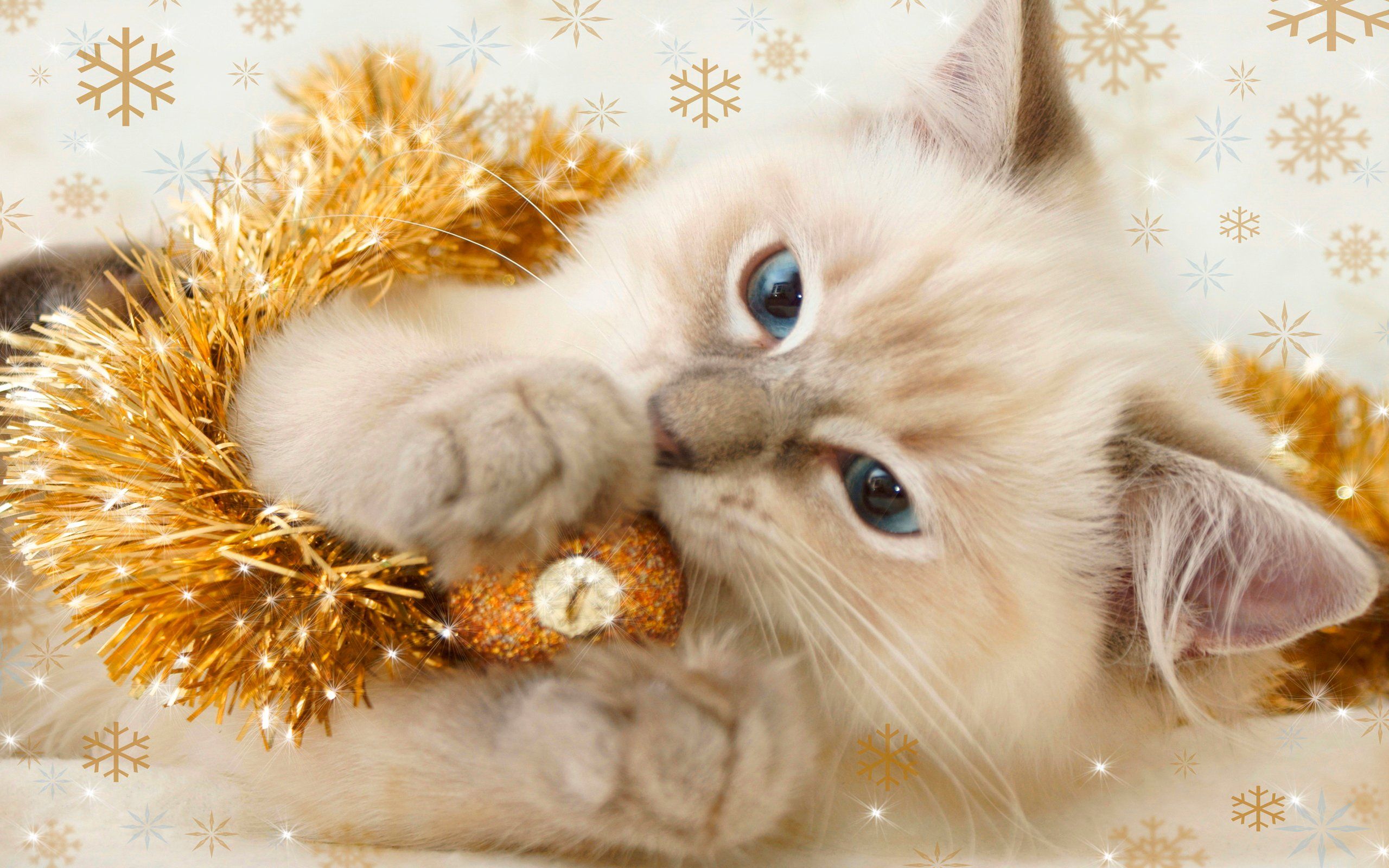 Cute Christmas Kitties Wallpapers - Wallpaper Cave