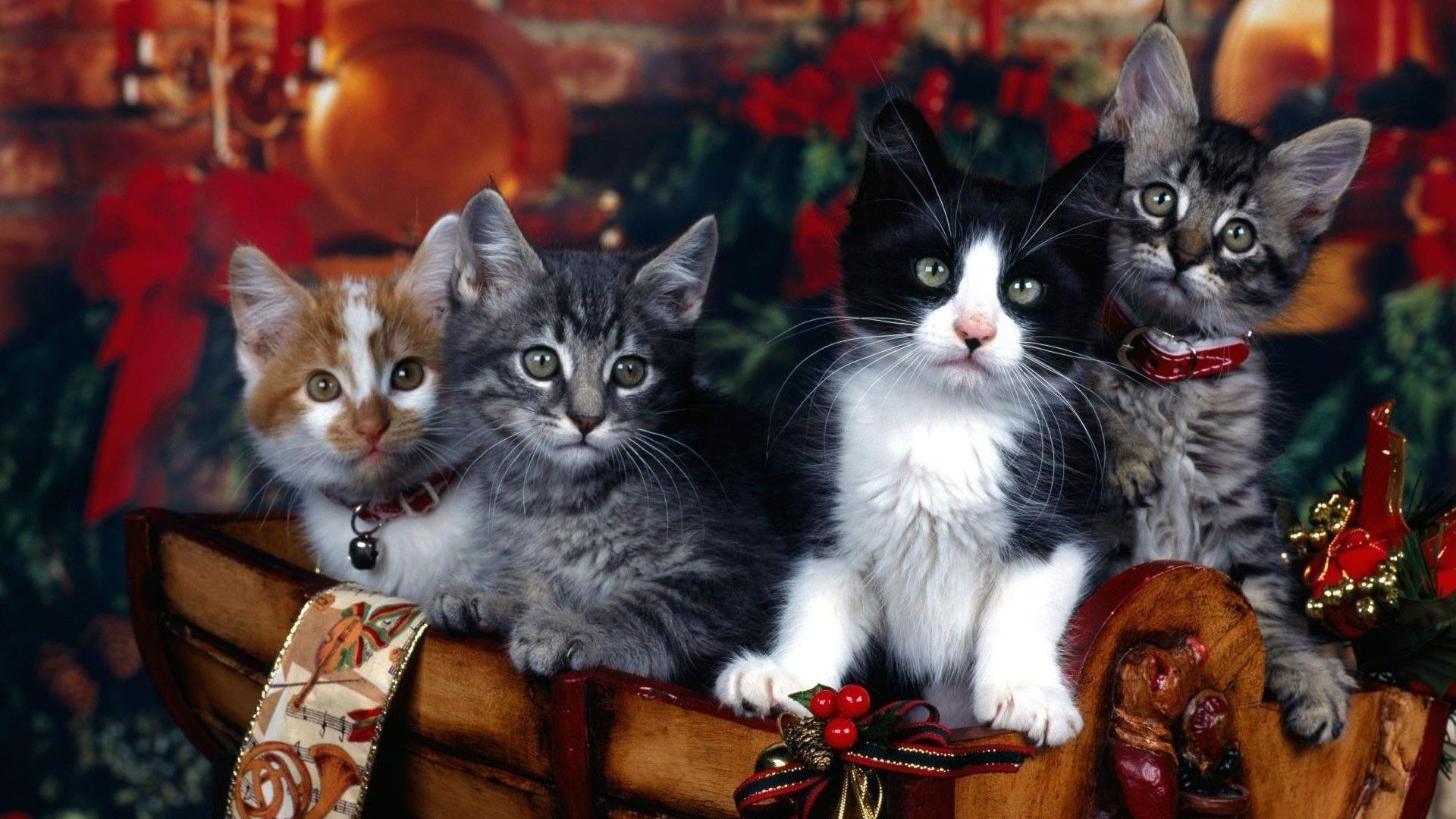 Hd Pics Photo Cute Attractive Christmas Cats Decorations Background For Desktops Wallpaper & Background Download