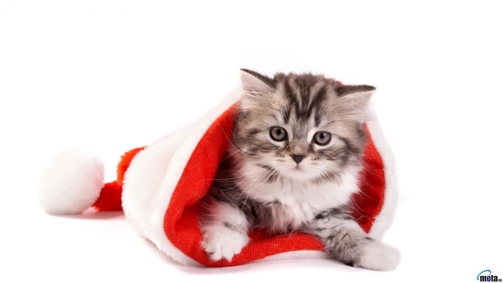 Christmas Kitten Wallpaper