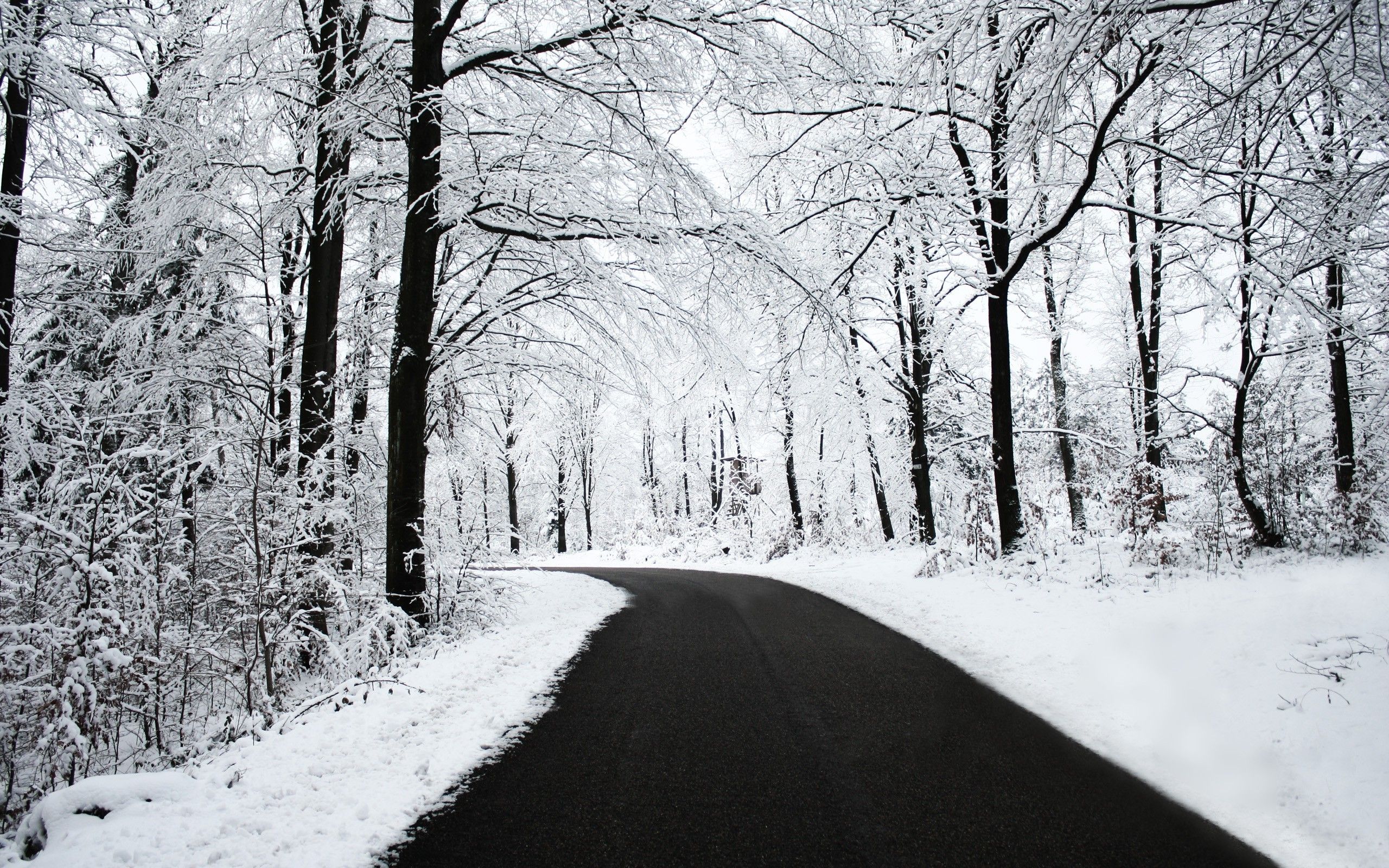 Black And White Winter Forest Wallpapers - Wallpaper Cave