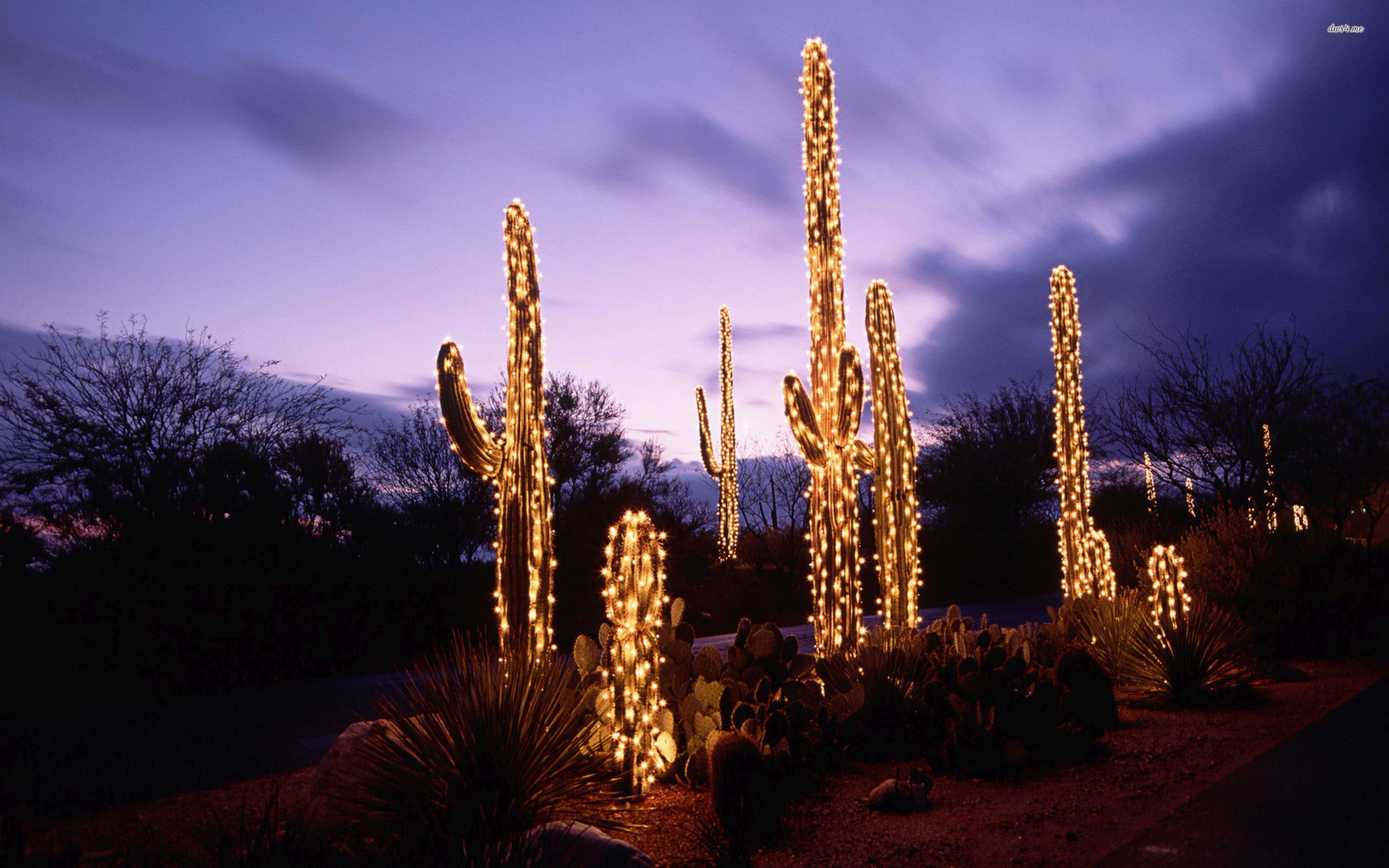 Christmas Cactus Wallpaper Free Christmas Cactus Background