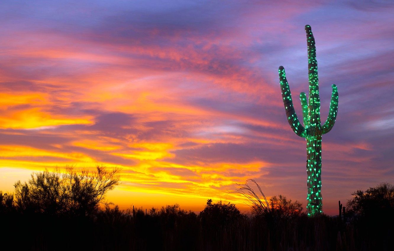 Wallpaper lights, cactus, Christmas, AZ, USA, garland, saguaro image for desktop, section природа