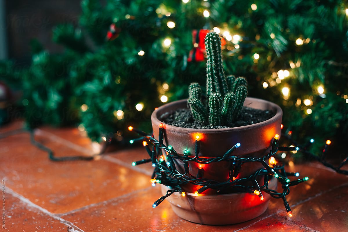 A christmas cactus by Giada Canu, Christmas