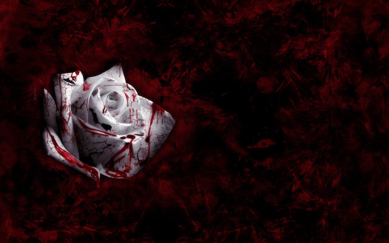 Blood Rose Background