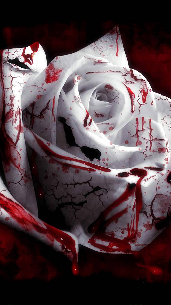 Bloody Rose wallpaper