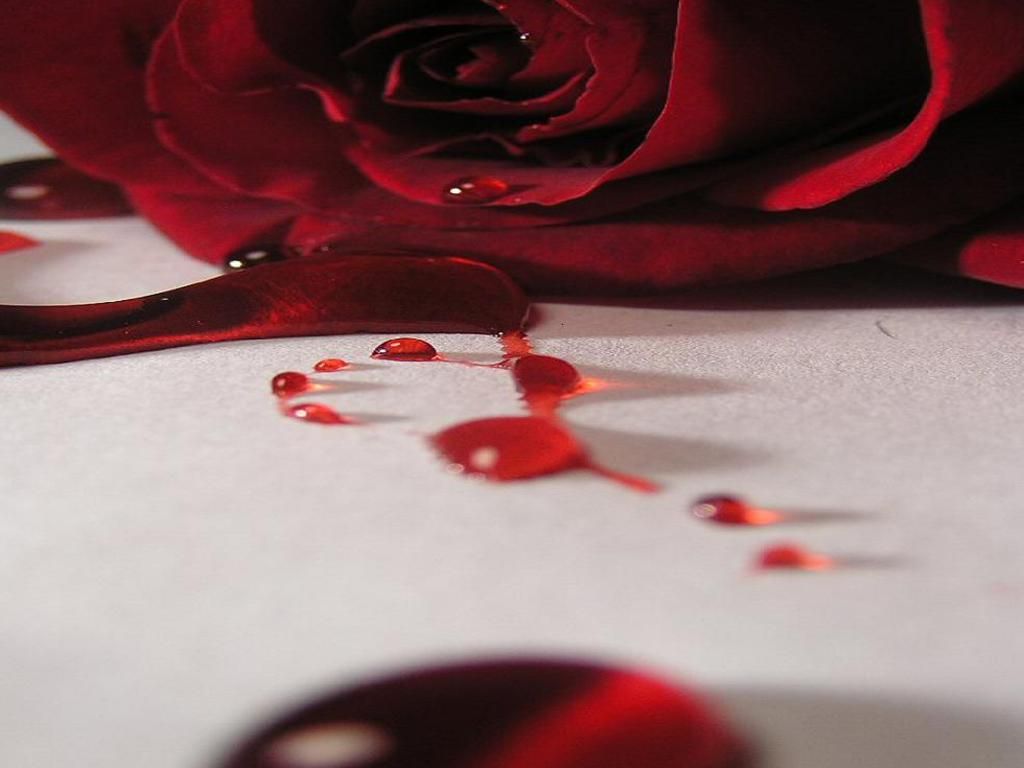 Bloody Rose Wallpaper