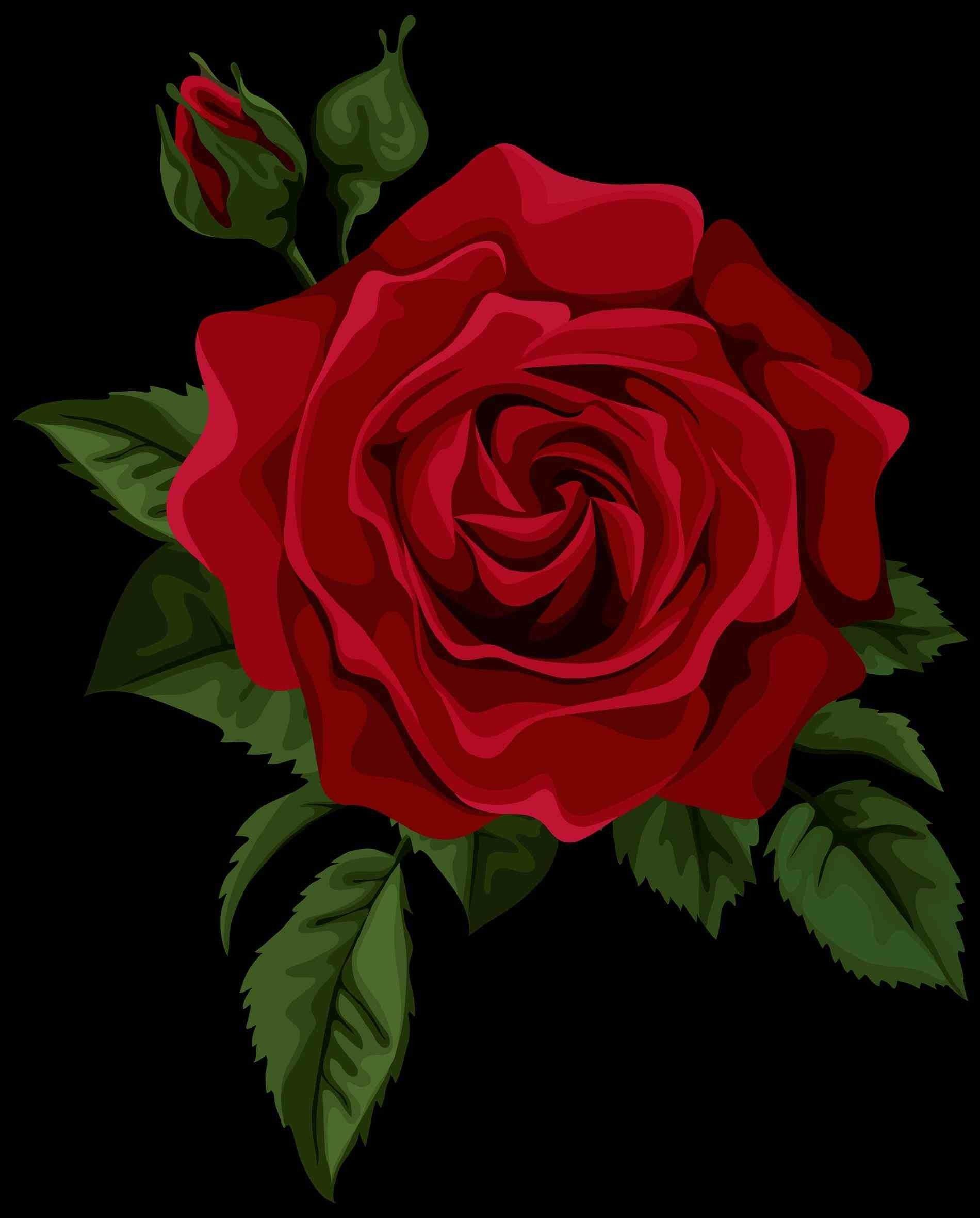 Black And Red Rose Wallpaper