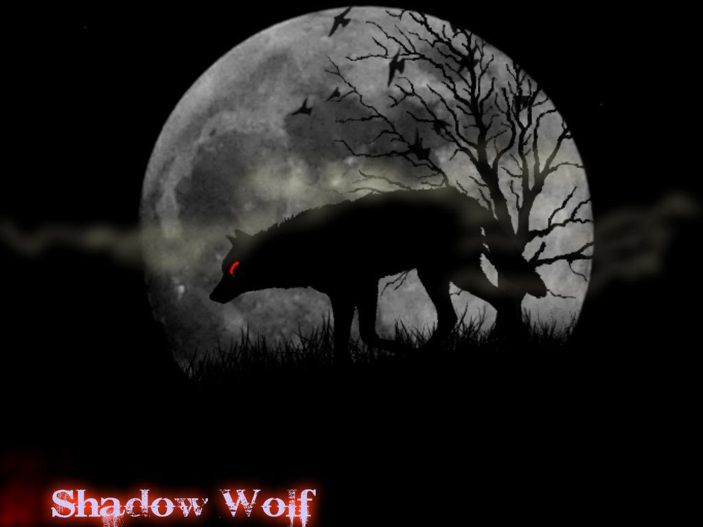 Shadow Wolf Wolves 36202772 1024 (1024×768). Shadow Wolf, Wolf Wallpaper, Wolf Background