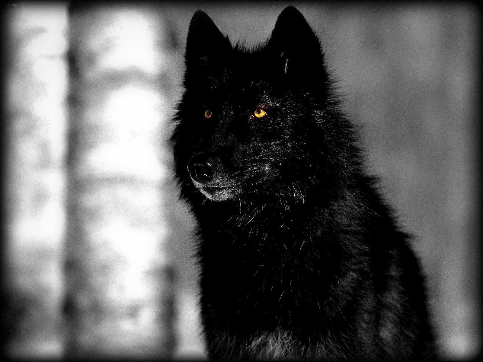 Black Wolves Wallpaper Free Black Wolves Background
