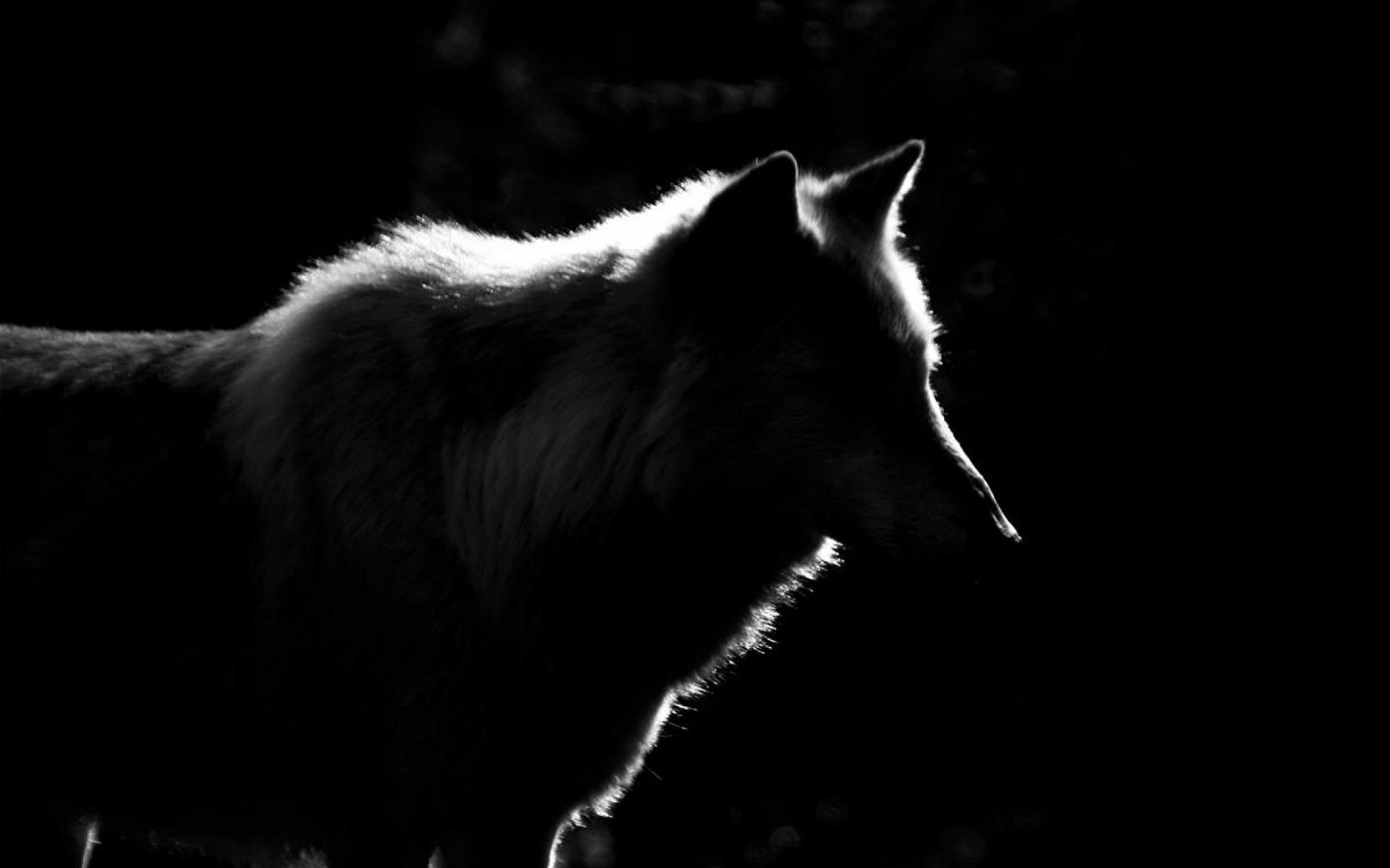 Lone Black Wolf Wallpapers.