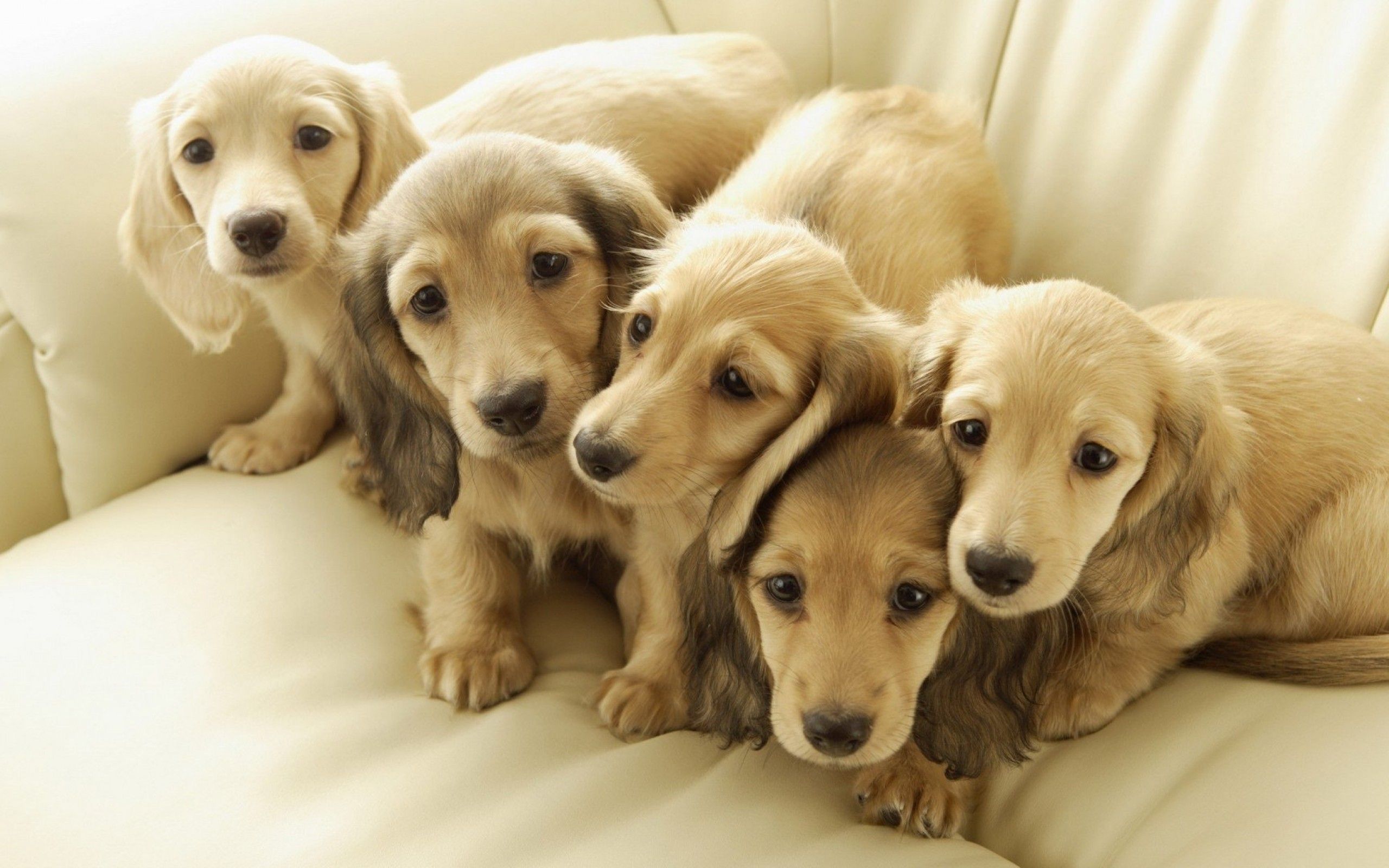 Download 2560x1600 Pupies, Cute, Family Wallpaper for MacBook Pro 13 inch