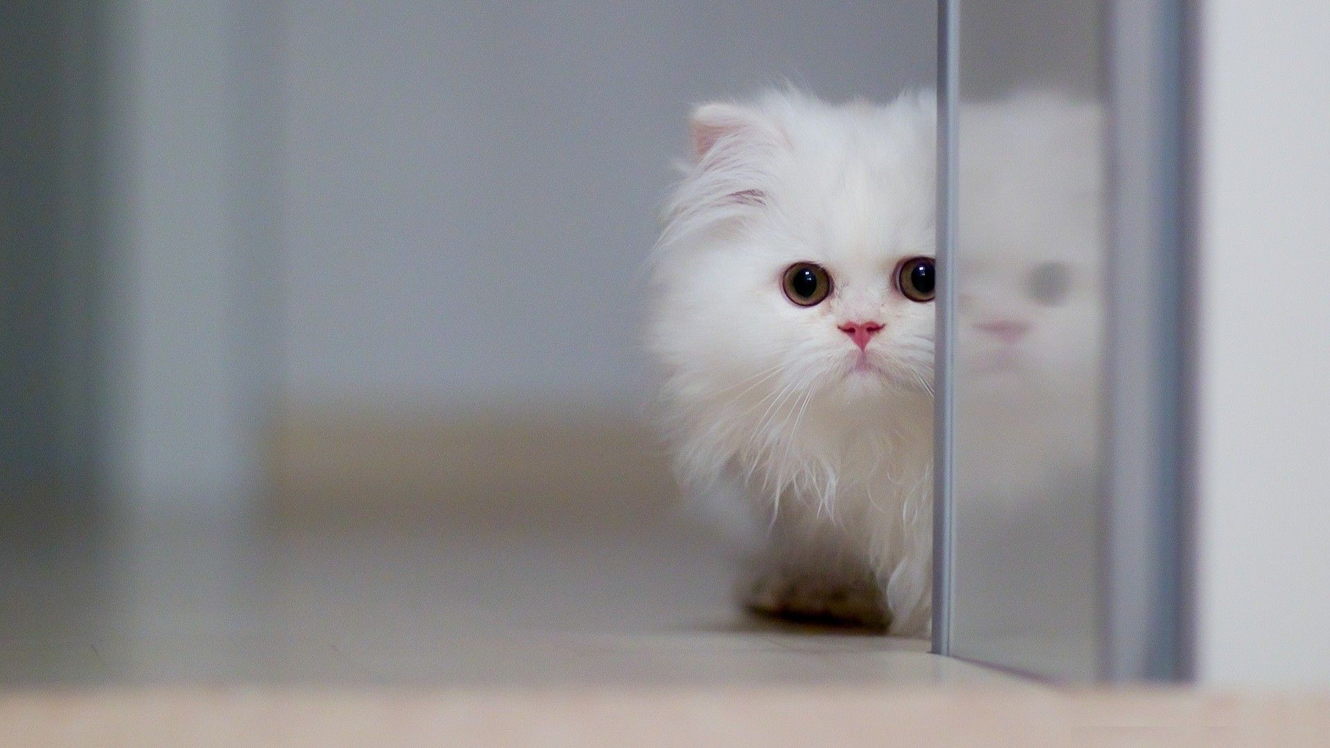 Cute HD Wallpaper for Desktop