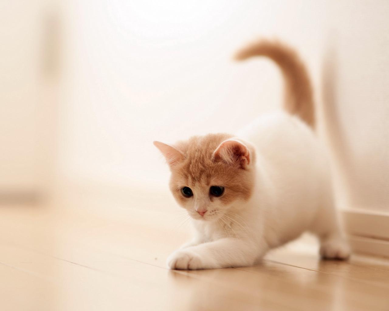 Cute Laptop Wallpaper