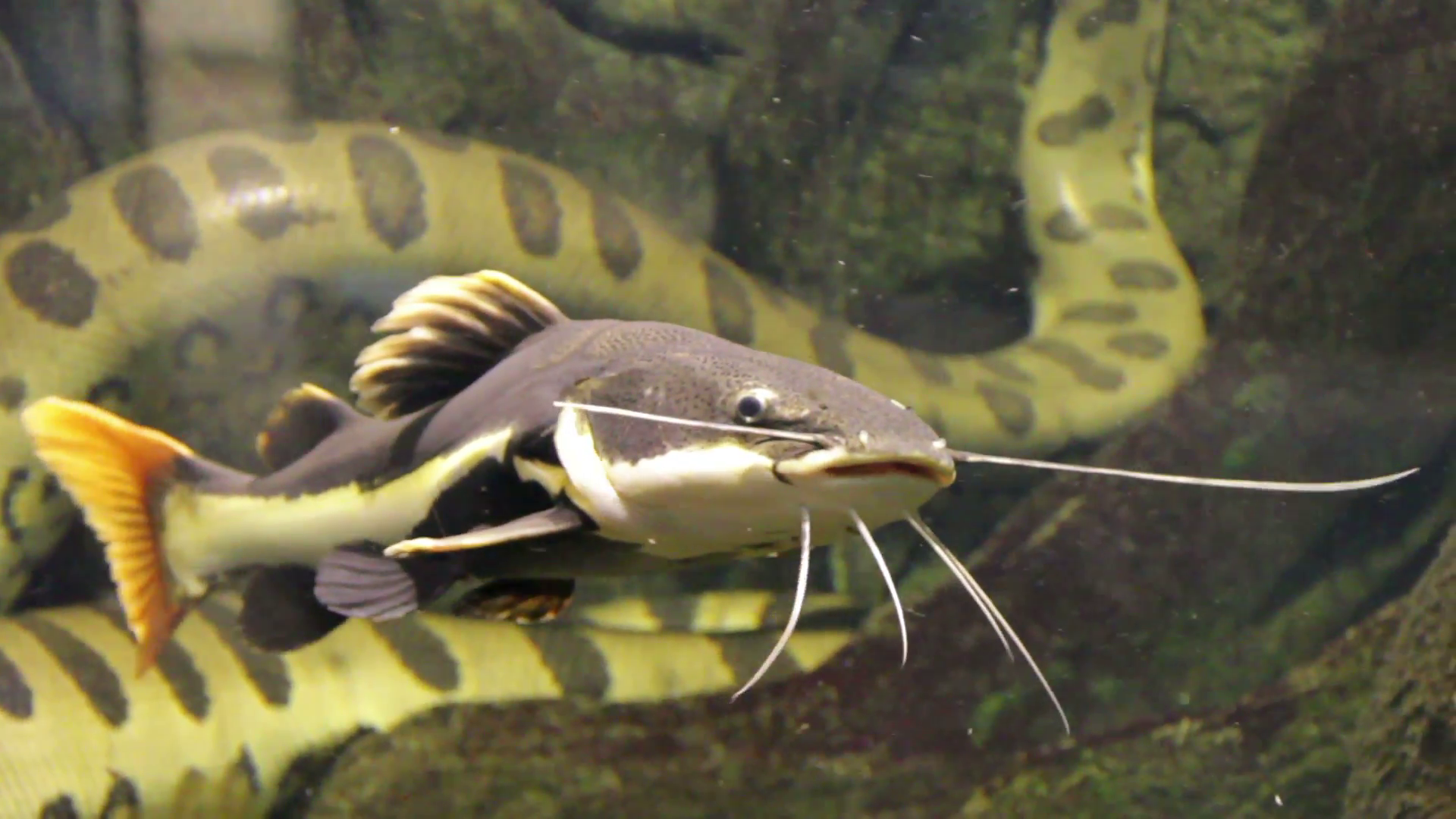 Redtail Catfish Wallpapers - Wallpaper Cave