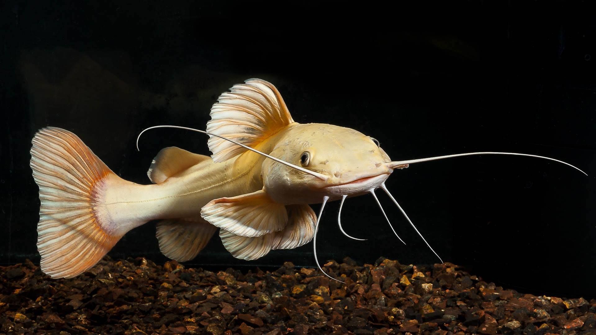 Albino Red Tail Catfish