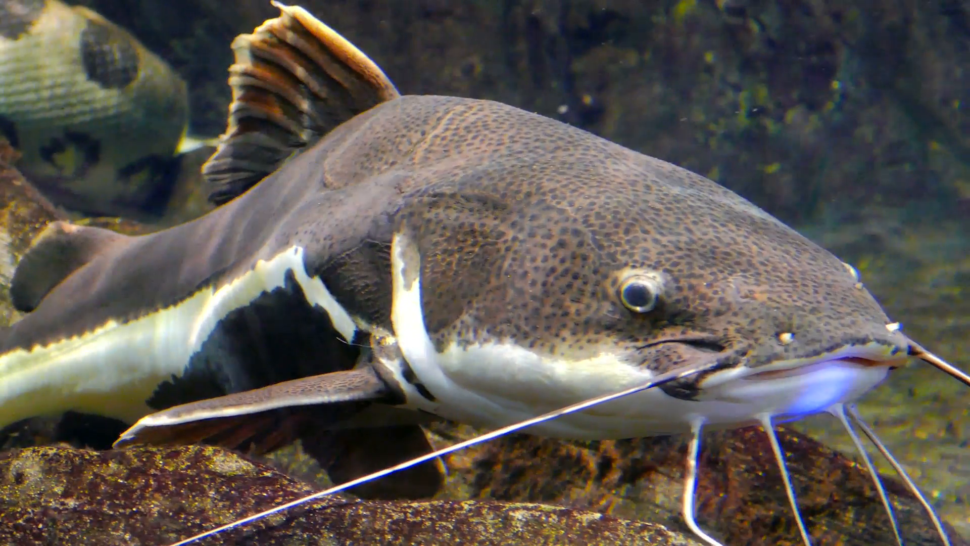 Redtail Catfish Wallpapers - Wallpaper Cave