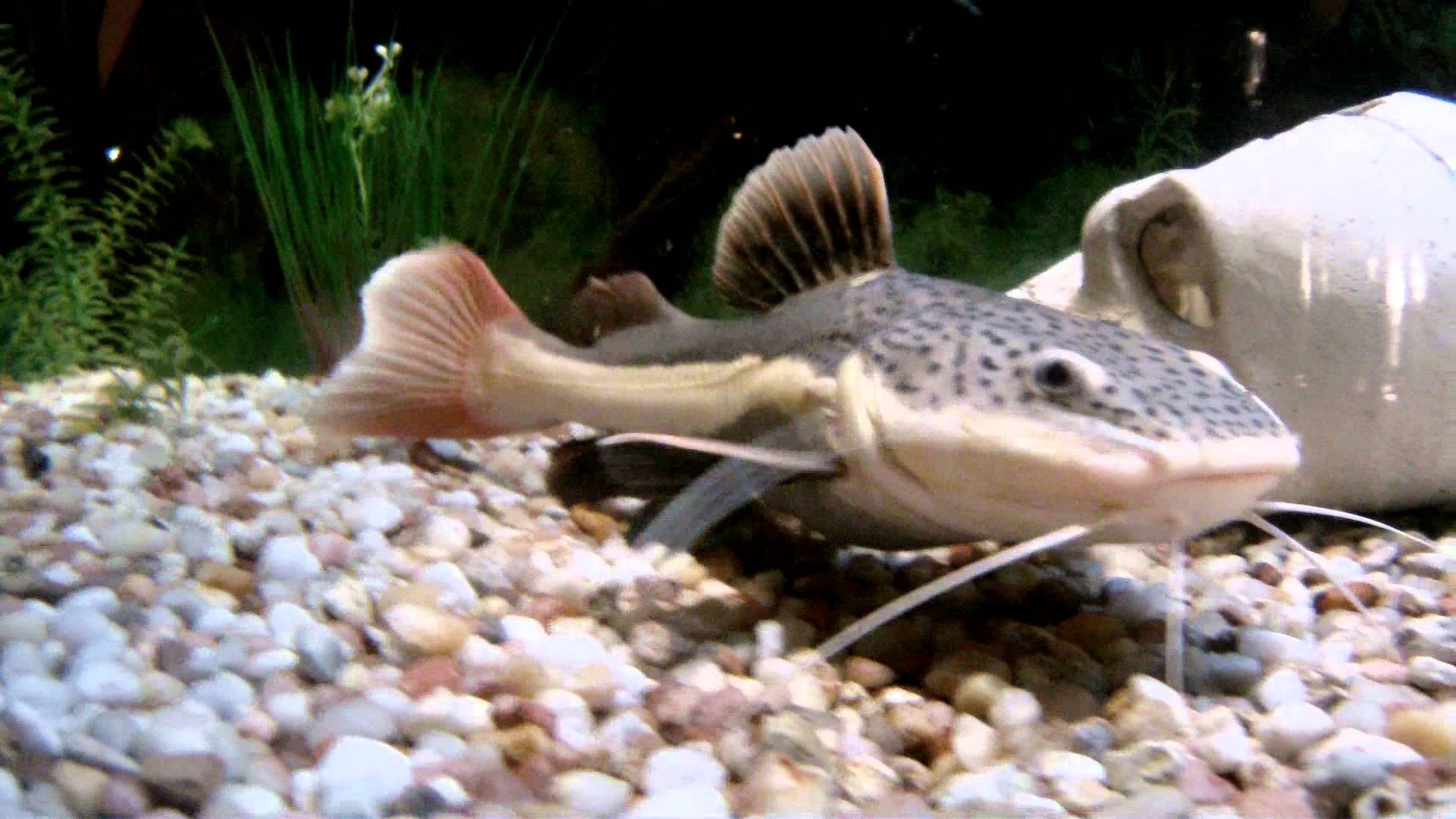 Redtail Catfish Wallpapers - Wallpaper Cave