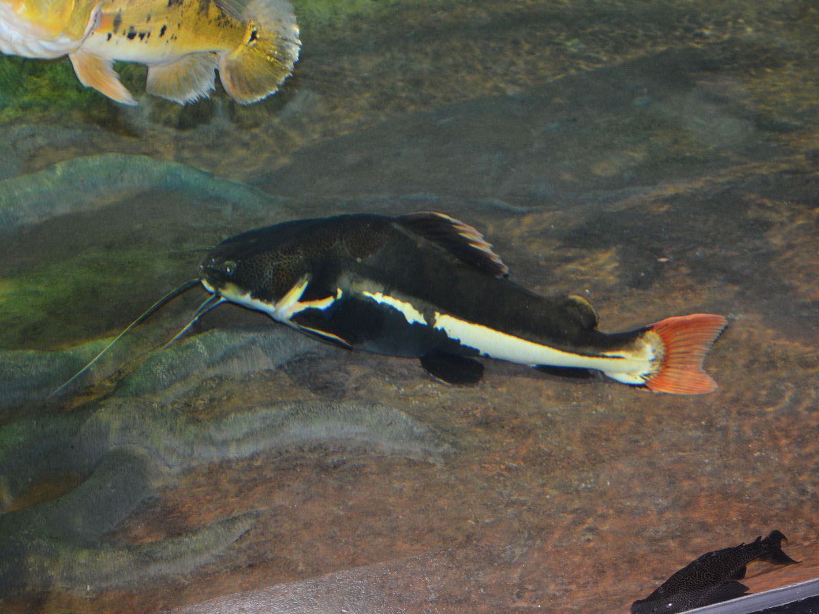 Redtail Catfish Wallpapers - Wallpaper Cave