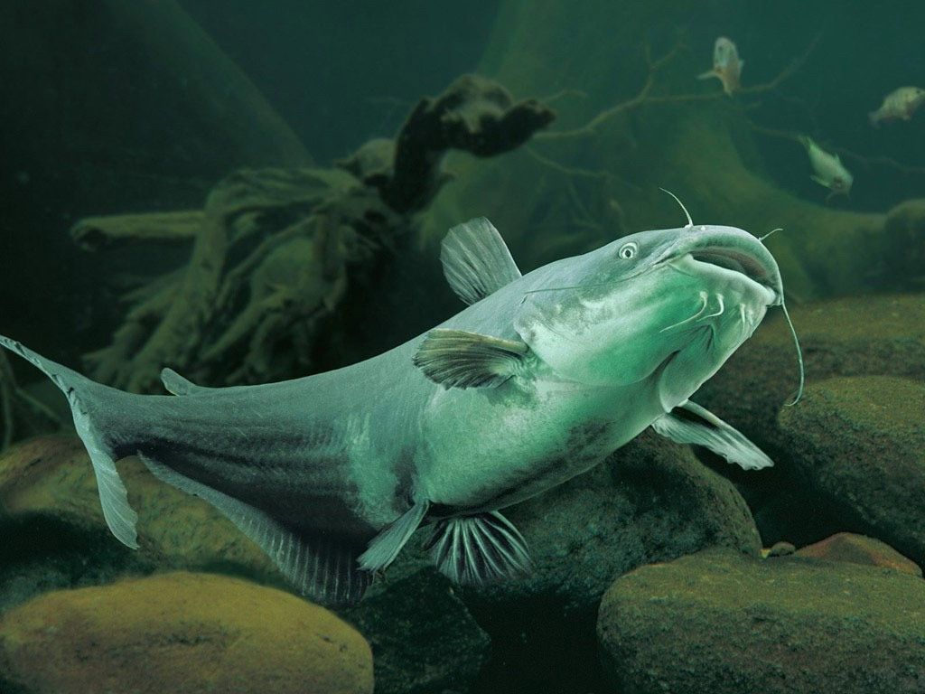 Redtail Catfish Wallpapers - Wallpaper Cave