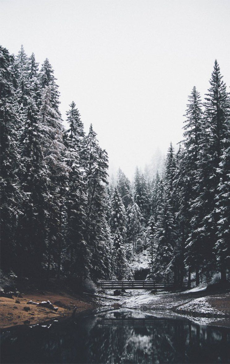 Wallpaper iPhone Aesthetic Forest