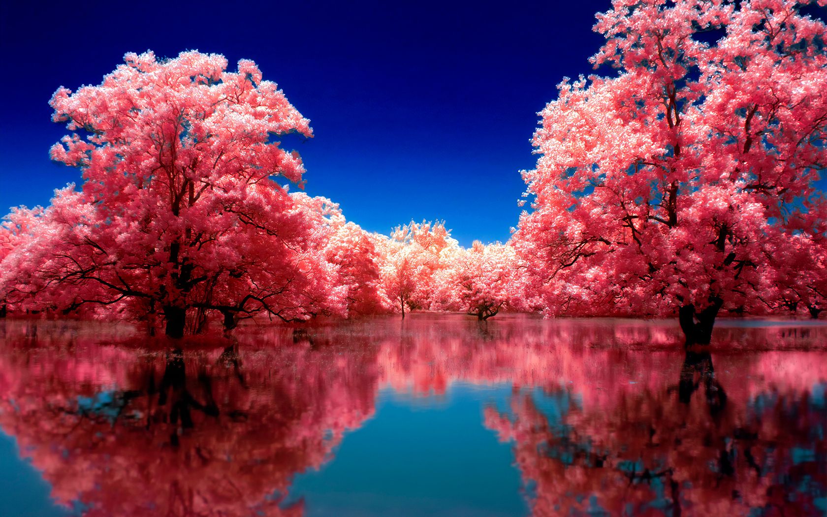 Autumn Reflection Trees 1680x1050 Resolution HD 4k Wallpaper, Image, Background, Photo and Picture