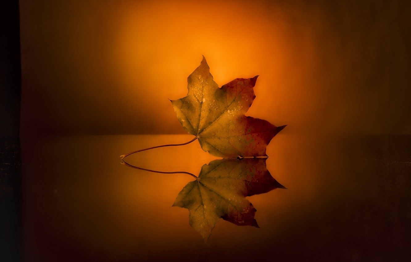 Wallpaper surface, sheet, reflection, background, autumn image for desktop, section минимализм