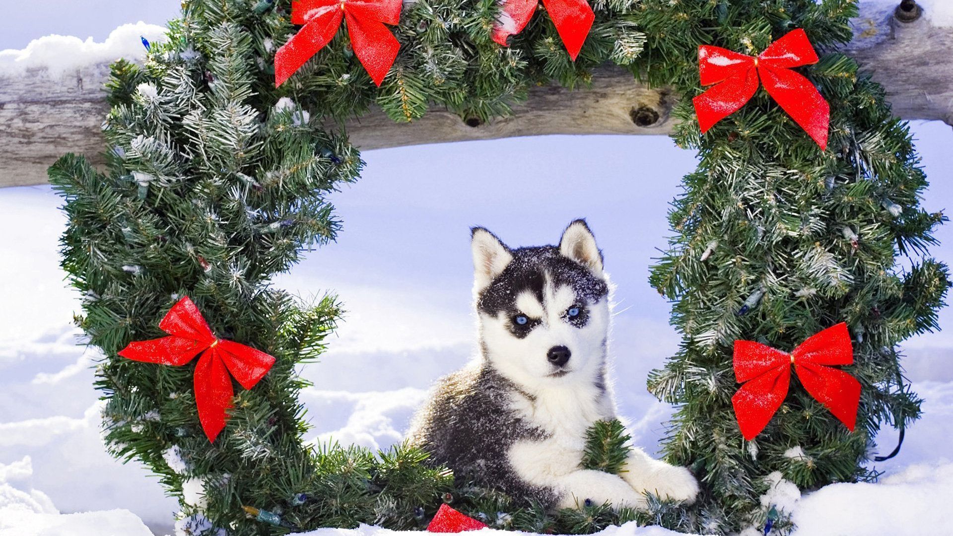 HD Wallpaper. Dog breeds picture, Dog holiday, Christmas puppy