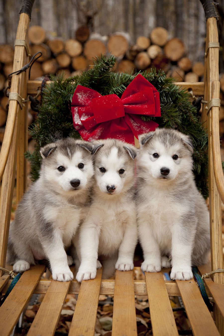 Siberian Husky Puppies In Traditional Wooden Dog Sled With Christmas Wreath, Alaska